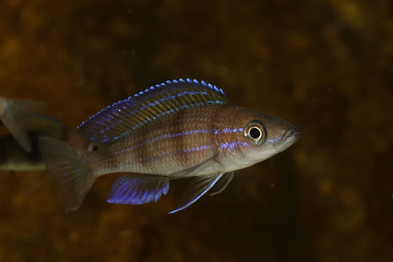 Paracyprichromis sp. 'ammelrooyi' Ikola